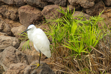 animaux fuerteventura