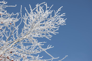 Branch of a tree in hoarfrost on a background of blue sky