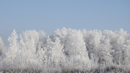 Obraz na płótnie Canvas Winter landscape with snow