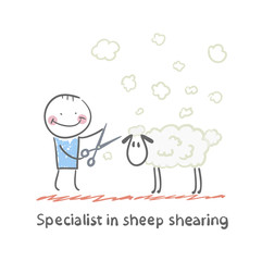 Specialist sheep shearing