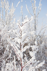 Winter tree branch with snow