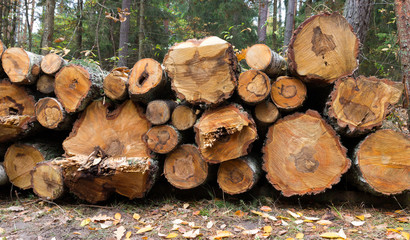 Stacked tree wood logs background