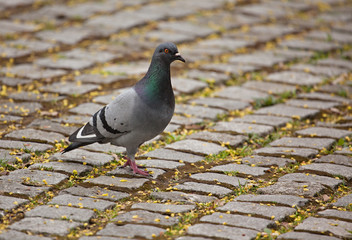 Pigeon