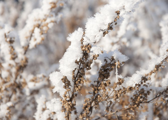 dry grass under the snow