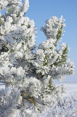 fir trees covered with snow