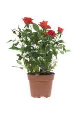 Roses in a flower pot