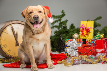 Labrador with Santa Hat. New Year's garland and presents