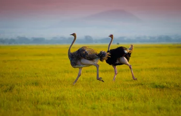  Afrikaanse struisvogel © kubikactive