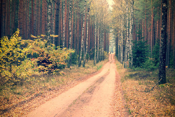Obraz premium Road through the autumn forest