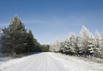 road and hoar-frost on trees in winter