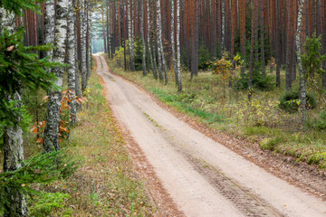 Road through the autumn forest