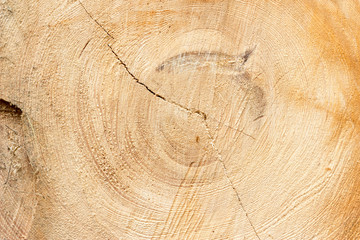 Naklejka premium Cross section of tree trunk texture or background