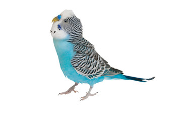 Blue budgerigar on white background