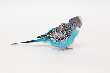 Blue budgerigar fluffed feathers