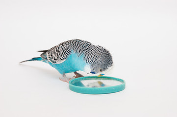 Naklejka premium Blue budgerigar looks in mirror