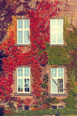 Fototapeta na wymiar Climbing vines of ivy on a house, vintage look
