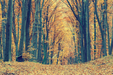 Fototapeta premium Colorful autumn trees in forest, vintage look