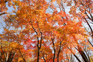 The colors of autumn