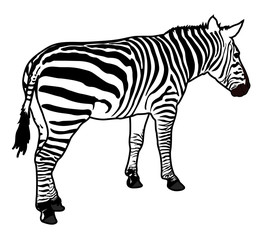 Fototapeta na wymiar Zebra Silhouette