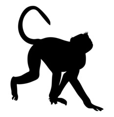 Monkey Shape
