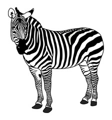 Fototapeta na wymiar Zebra Animal Silhouette