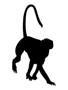 Monkey Silhouette