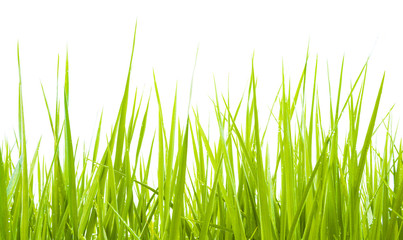 Green grass isolate daylight