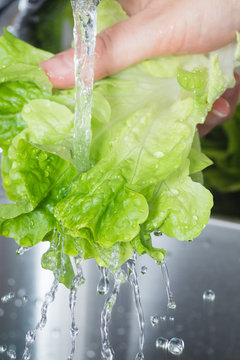 Washing lettuce leaves under running water