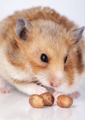 Hamster with nuts
