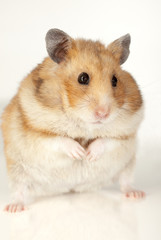 a hamster isolated on a white background