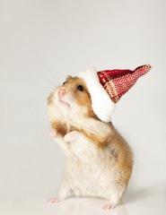 Hamster in christmas red hat