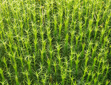 Sphagnum moss background