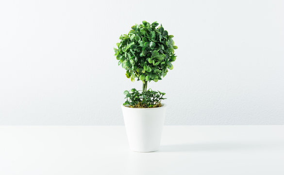 small tree in white pot isolated