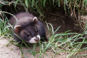 Polecat Kit