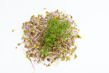 Fresh alfalfa sprouts and cress on white background