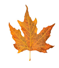 brown isolated autumn leaf