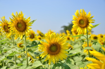 Fototapeta premium sunflowers