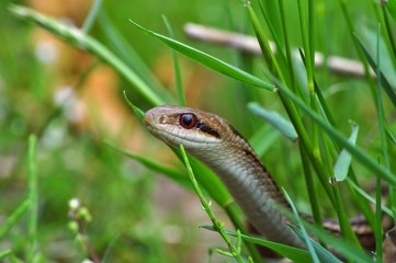 シマヘビ