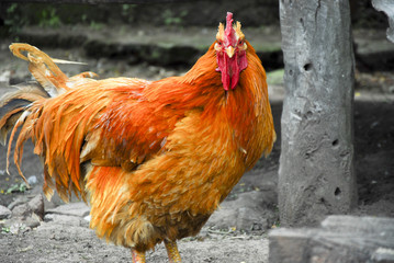 Golden Rooster