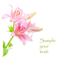 Fototapeta premium pink lily isolated on white background