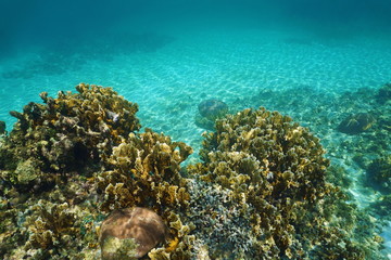 Naklejka na ściany i meble Underwater landscape in a Caribbean coral reef