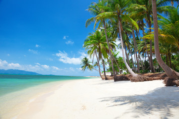 beautiful beach with coconut palm and sea
