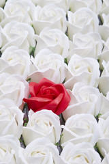 roses