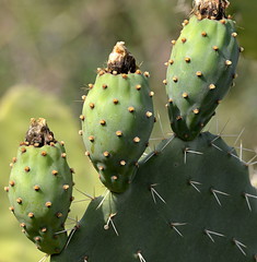 figues de barbarie