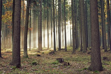 Autumn Sunrise in the forest