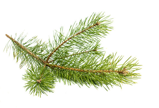 The image of a branch of the pine