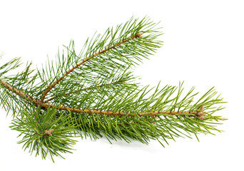 The image of a branch of the pine