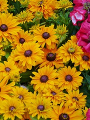 Yellow blooming marguerite flowers