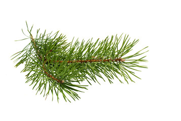 The image of a branch of the pine