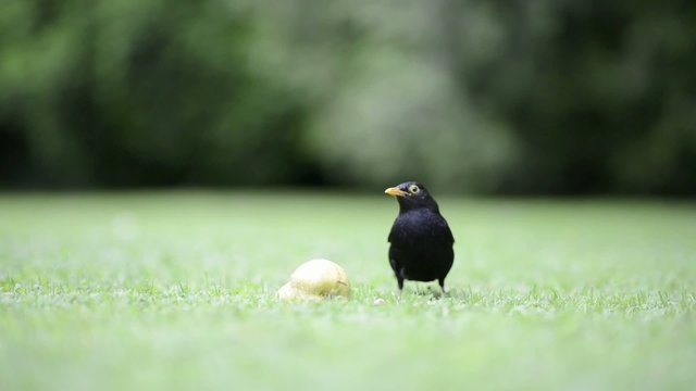 Amsel